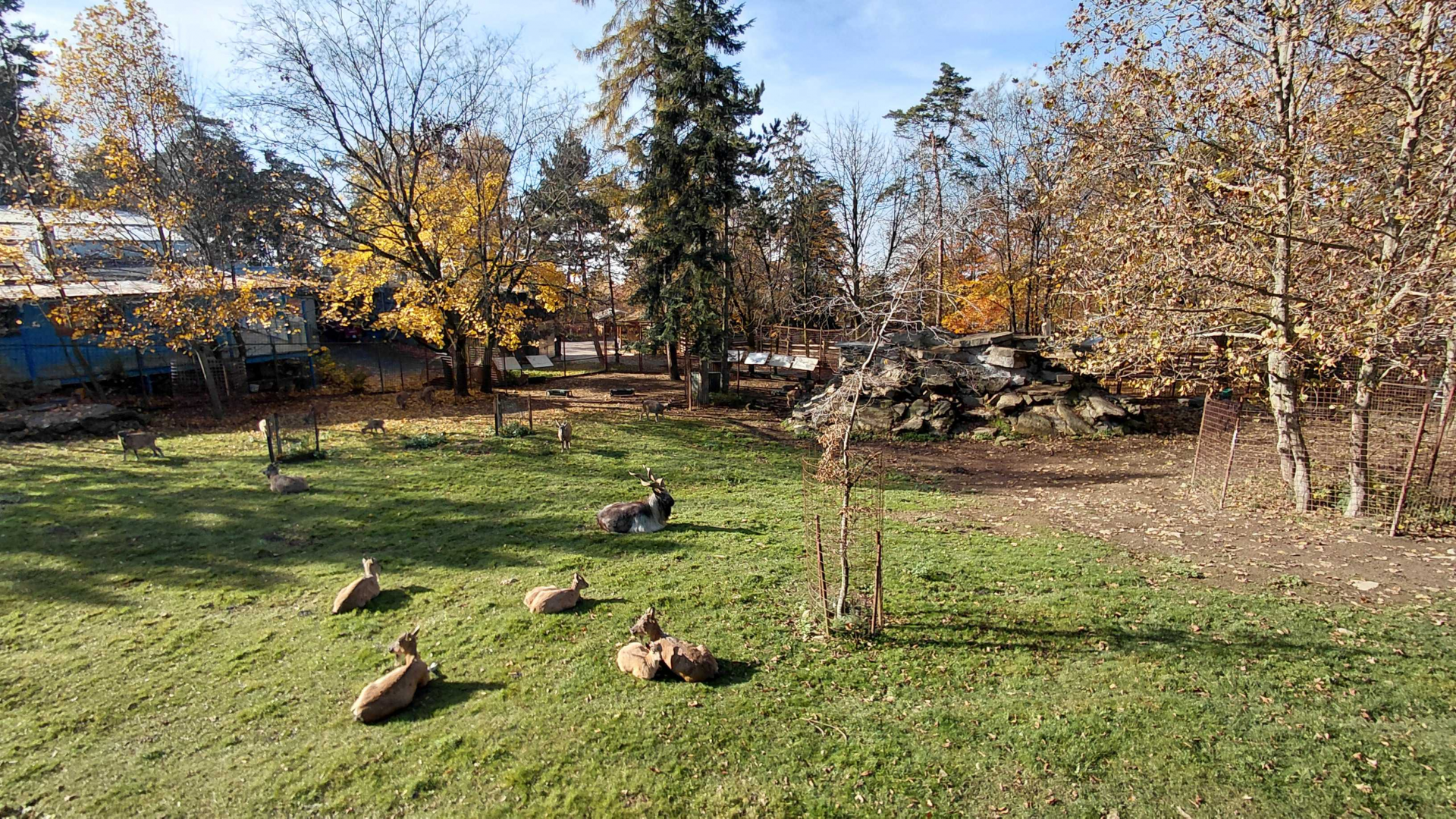 Markhor exhibit