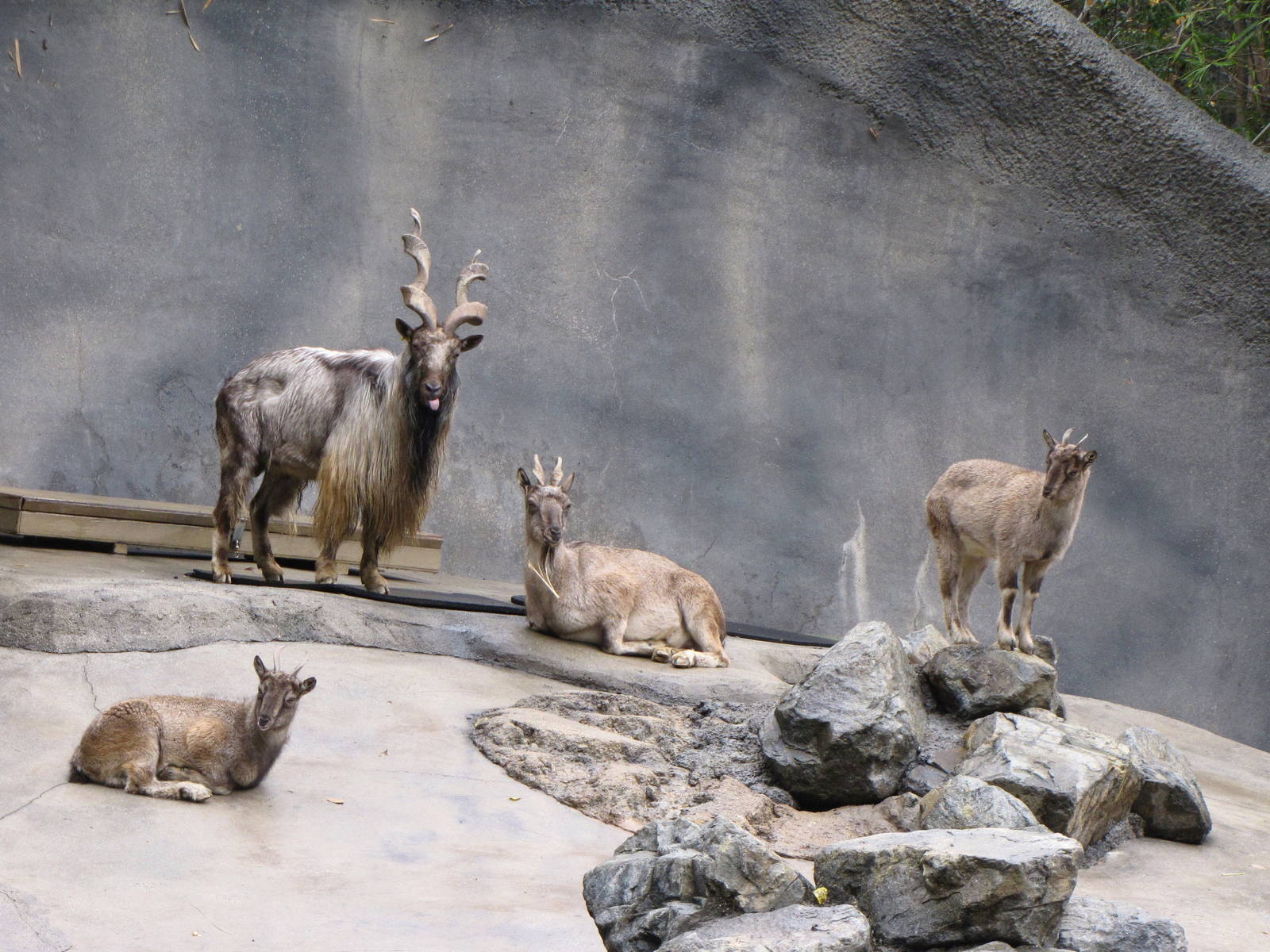 Markhor Family