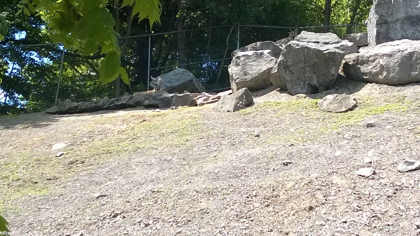 Markhor Goat Exhibit