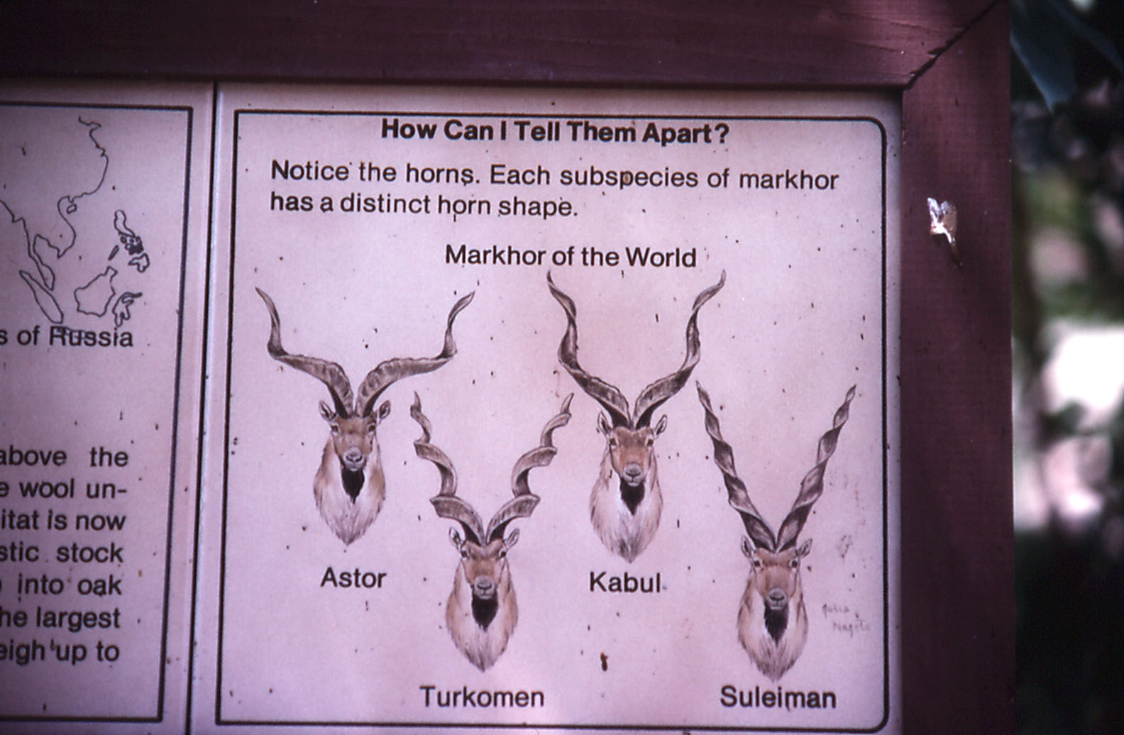 Markhor graphic - 1988