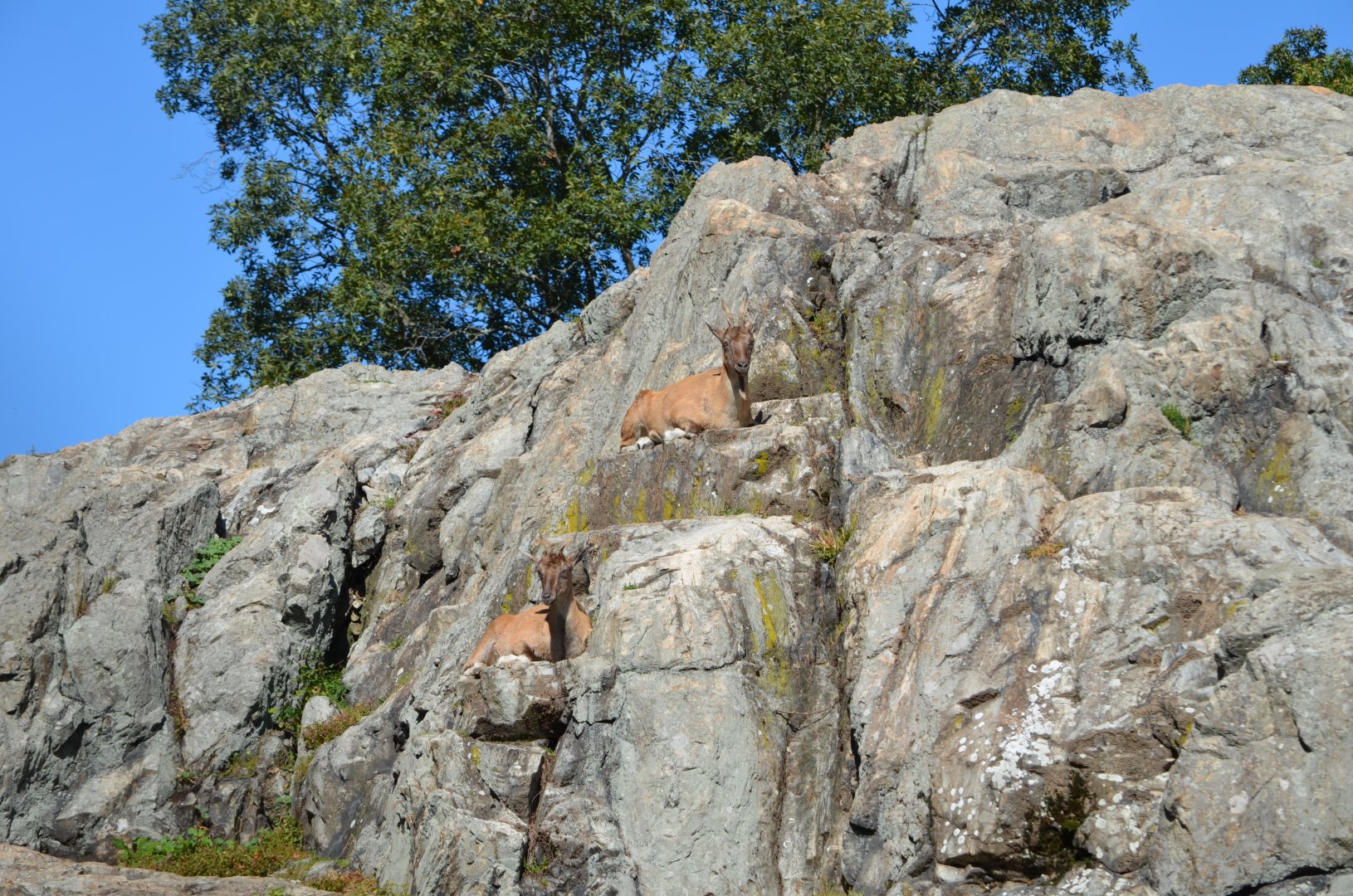 Markhor Habitat