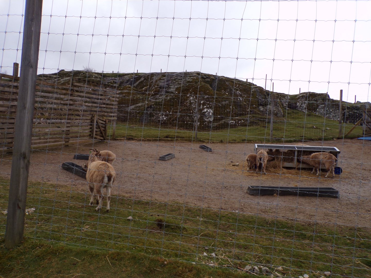 Markhor hardstanding area of enclosure 5.4.24