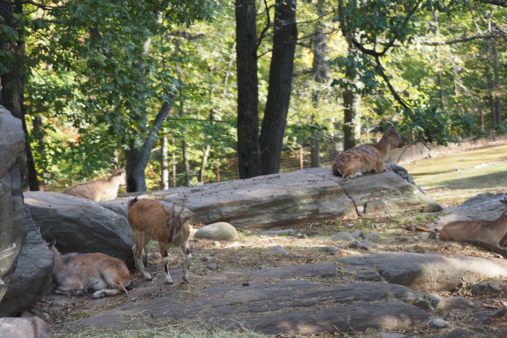 Markhor herd