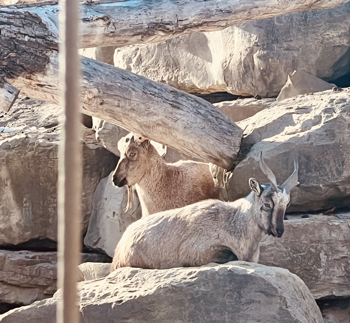 Markhor - I love a Zoo that features a Snow Leopard’s natural prey.