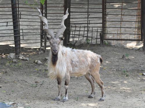 Markhor in Kishinev Zoo