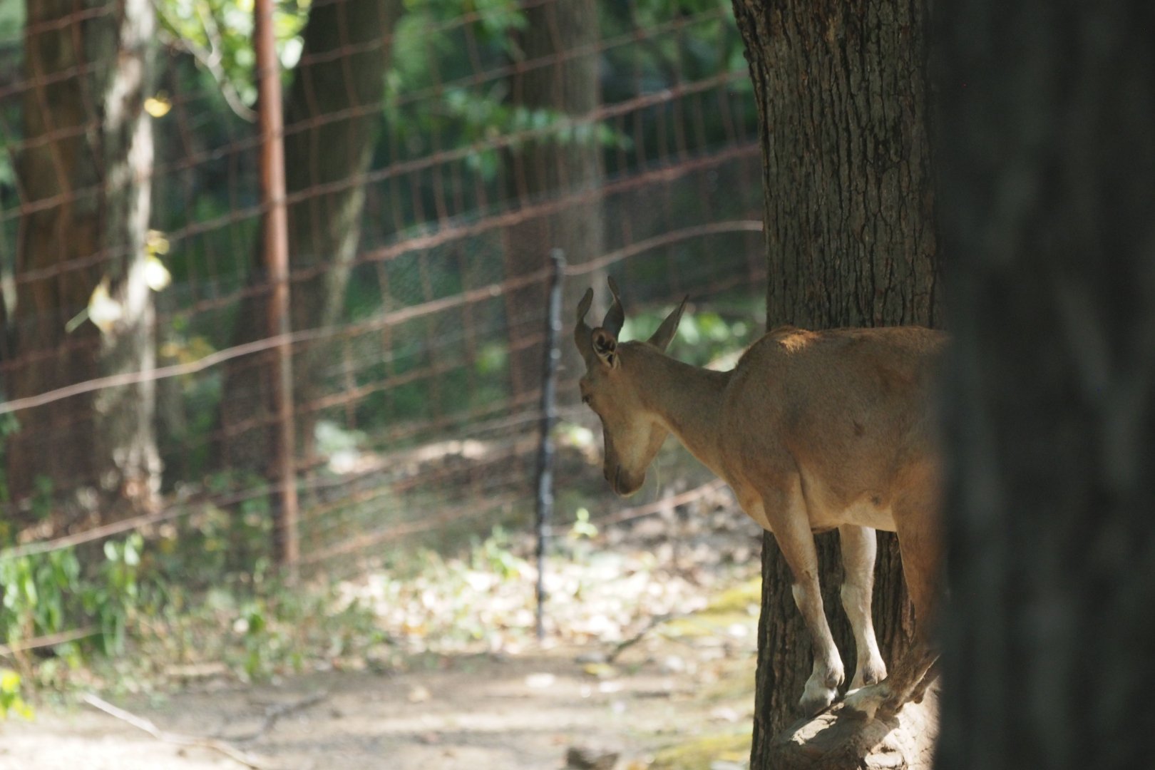 Markhor in tree