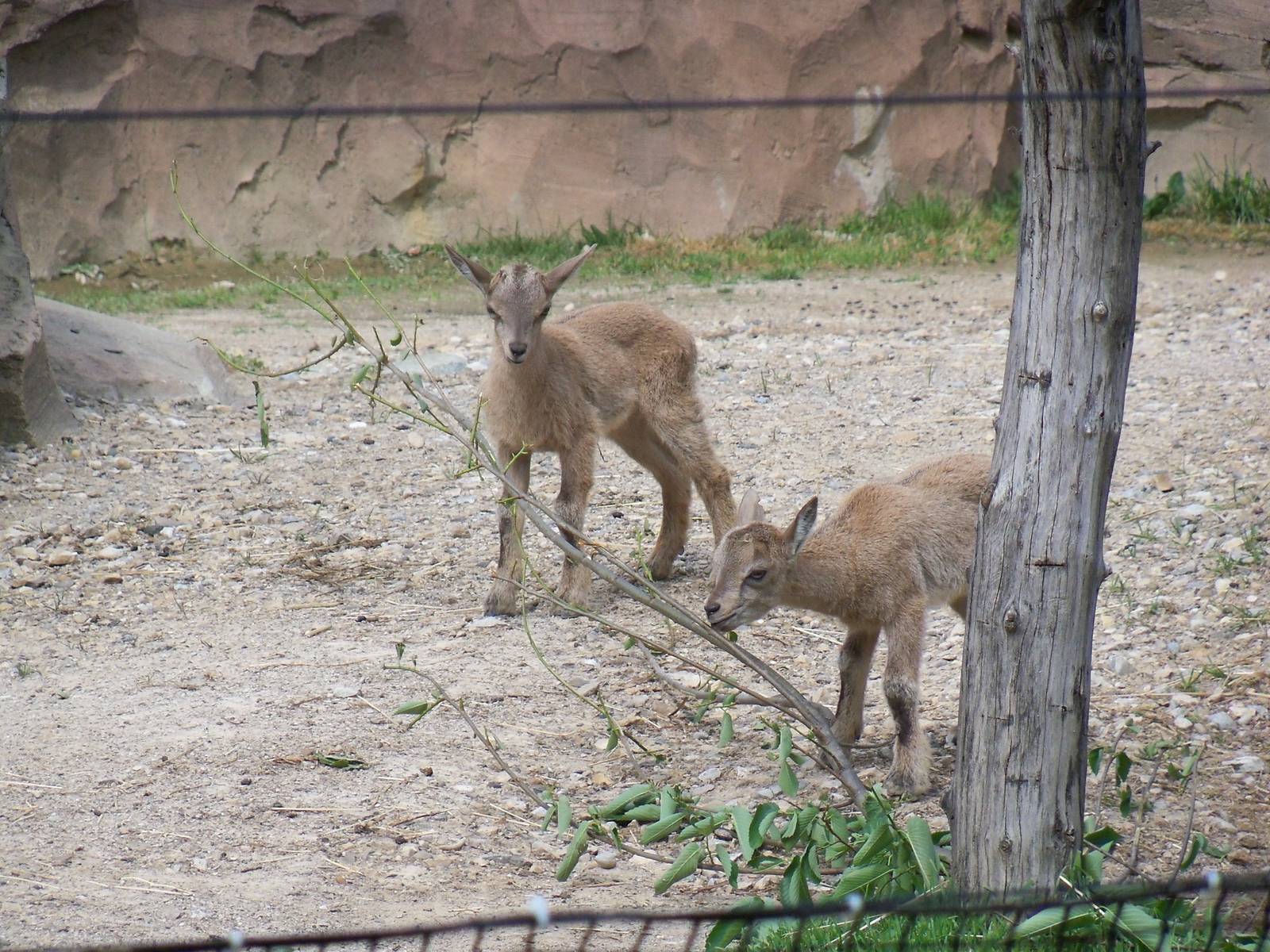 Markhor Kids