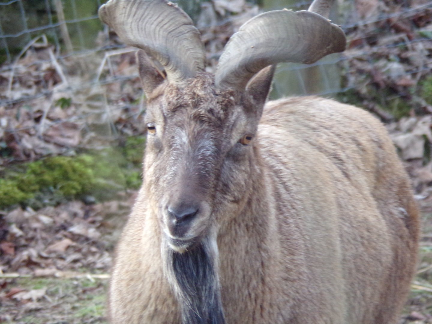 Markhor male 1.3.25