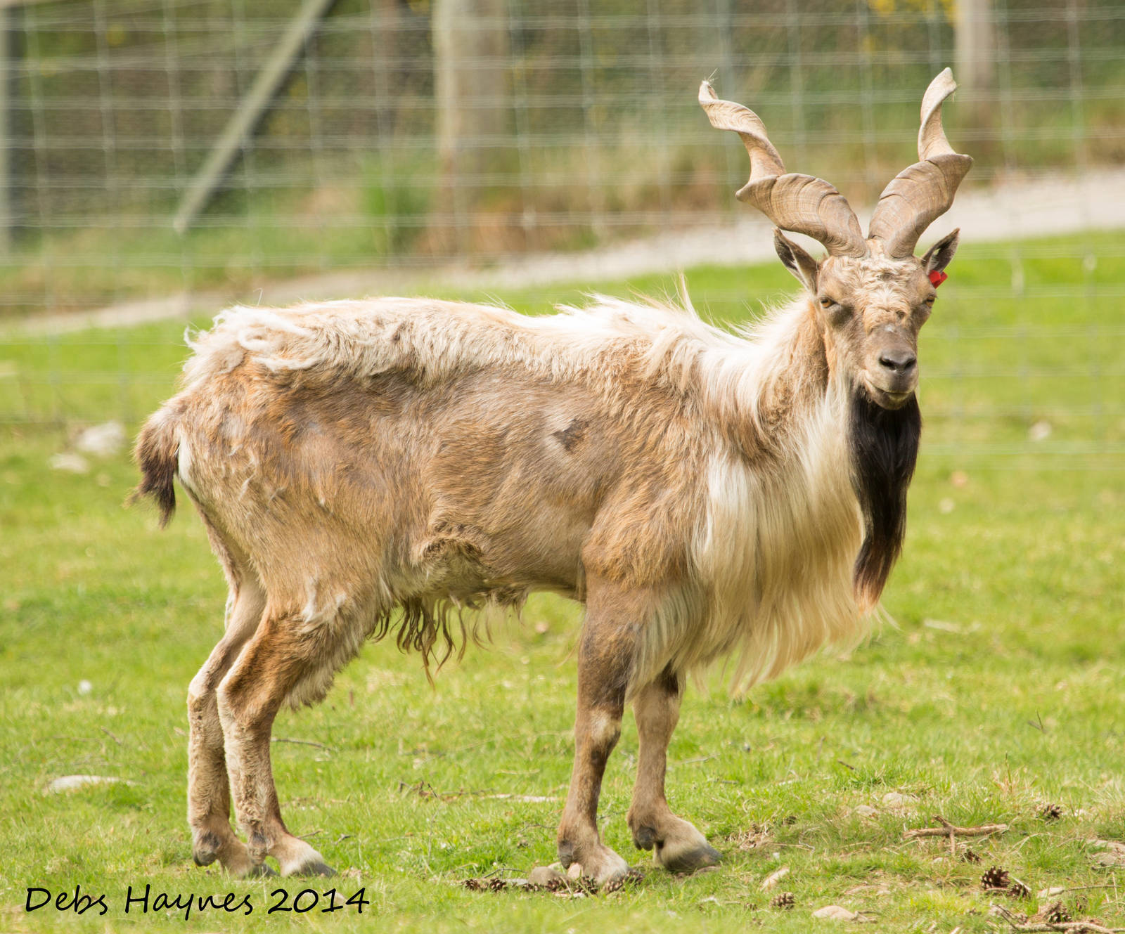 Markhor Male