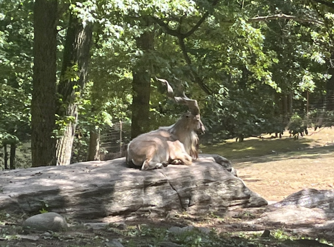 Markhor on rock(July 2022)