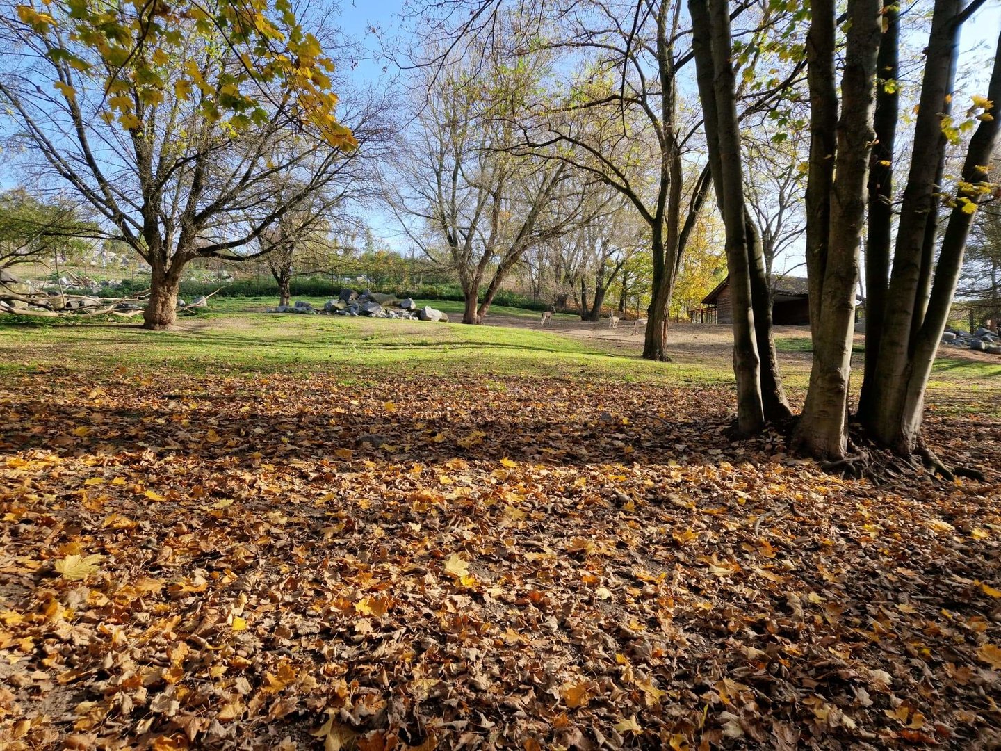 Markhor/ Siberian Ibex exhibit
