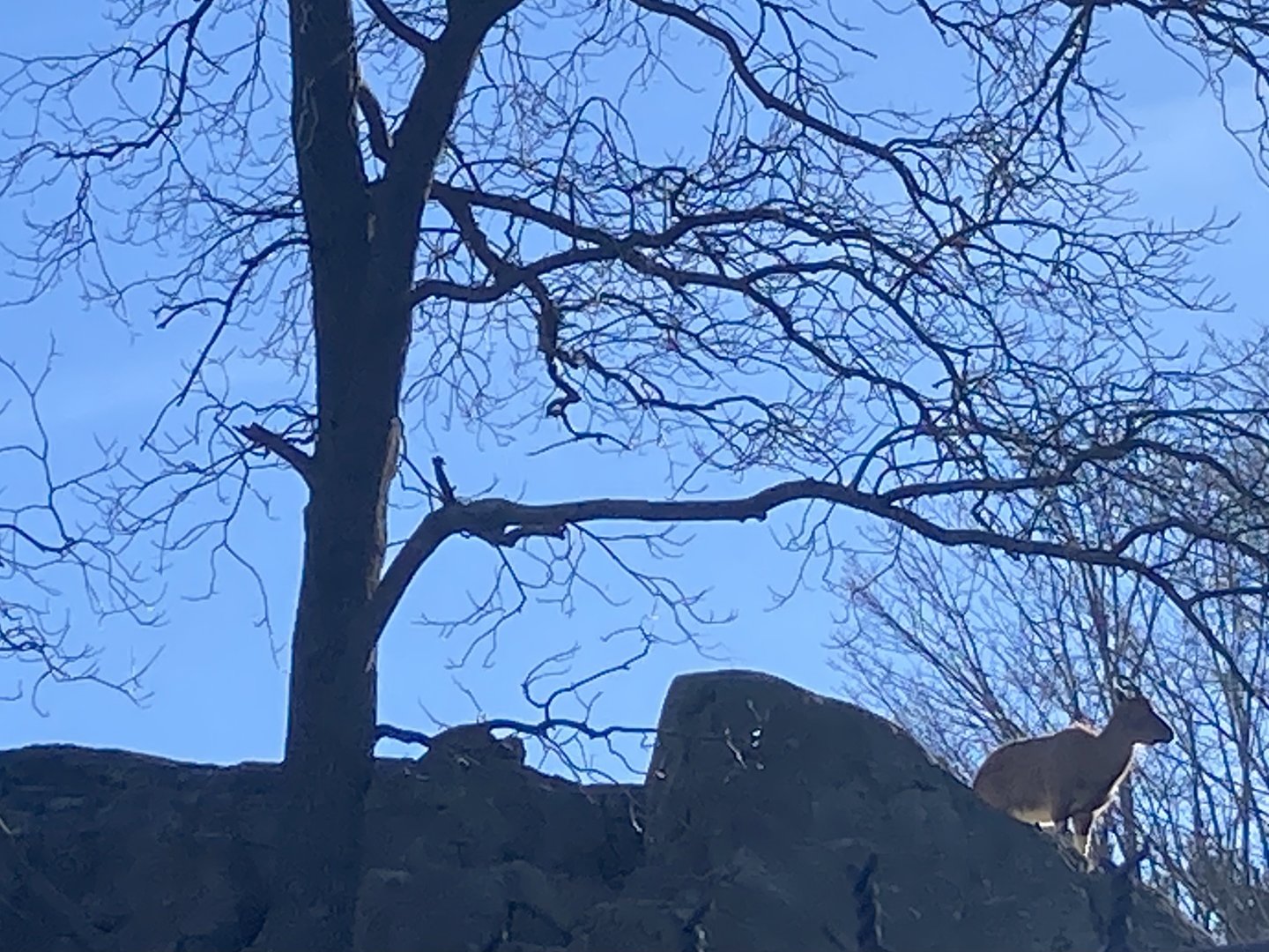 Markhor Silhouette against Sky