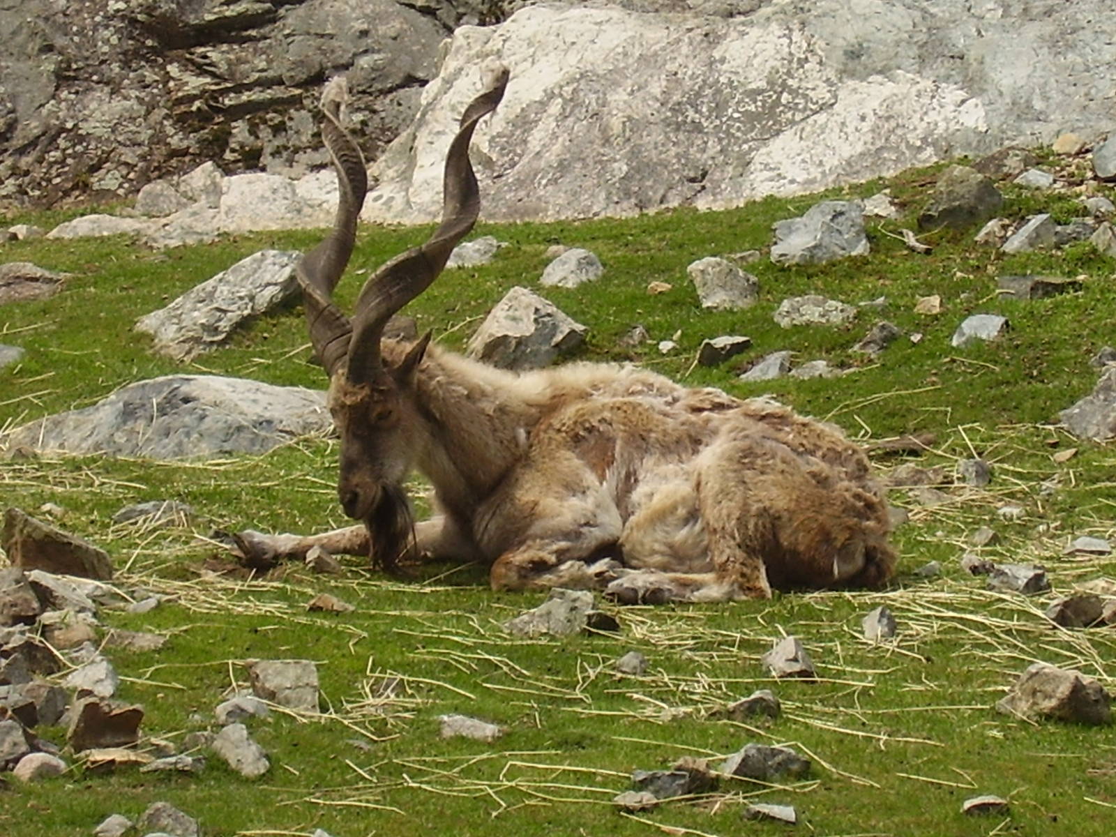 Markhor- Stone Zoo JUN07 II