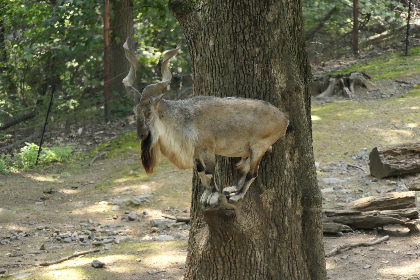 Markhor - Wild Asian Monorail