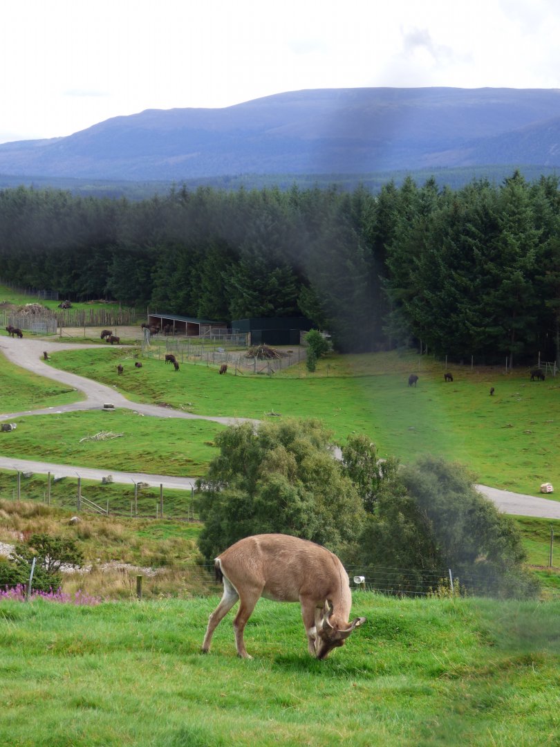 Markhor with Bison in distance