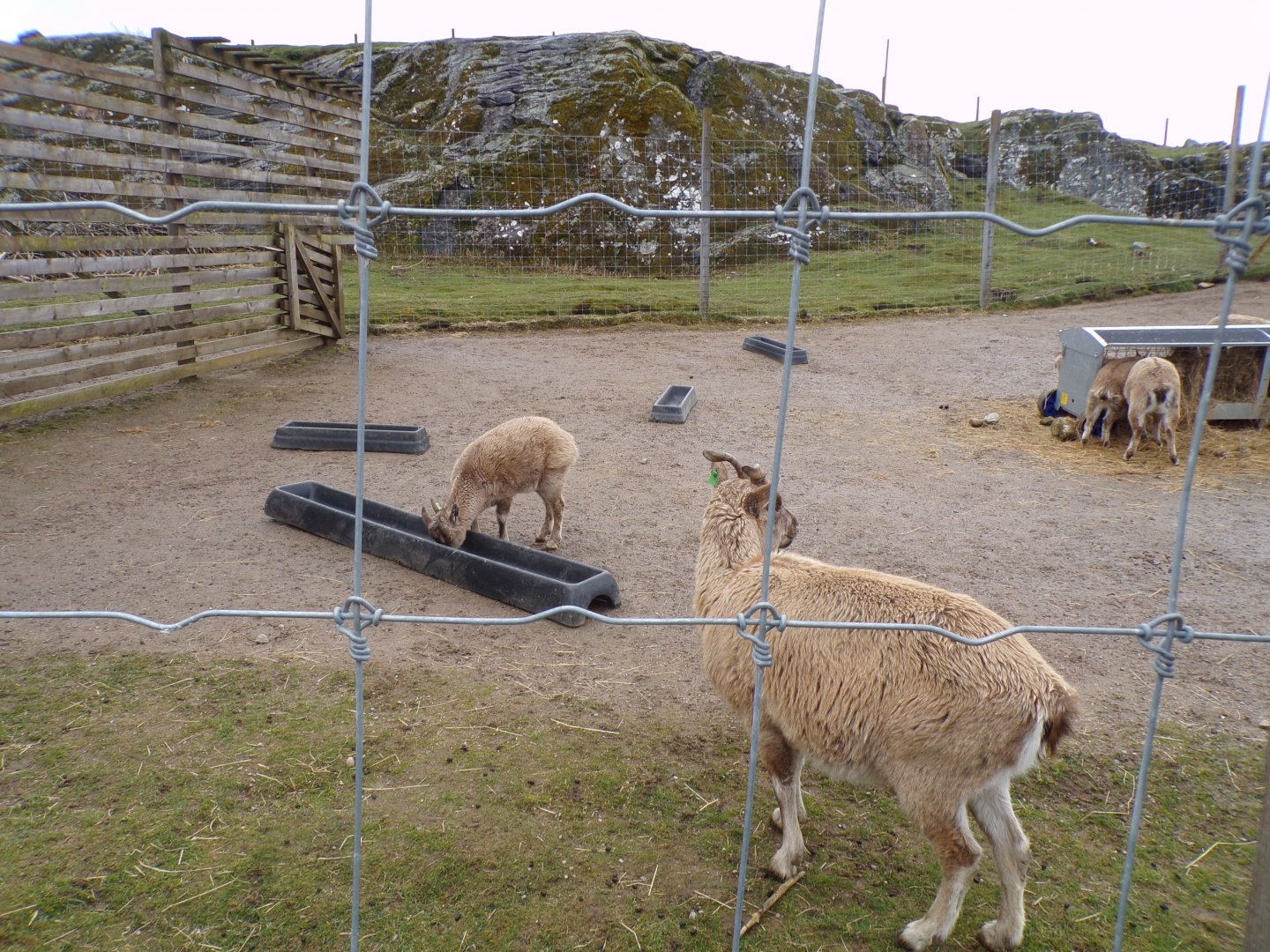 Markhor young 5.4.24