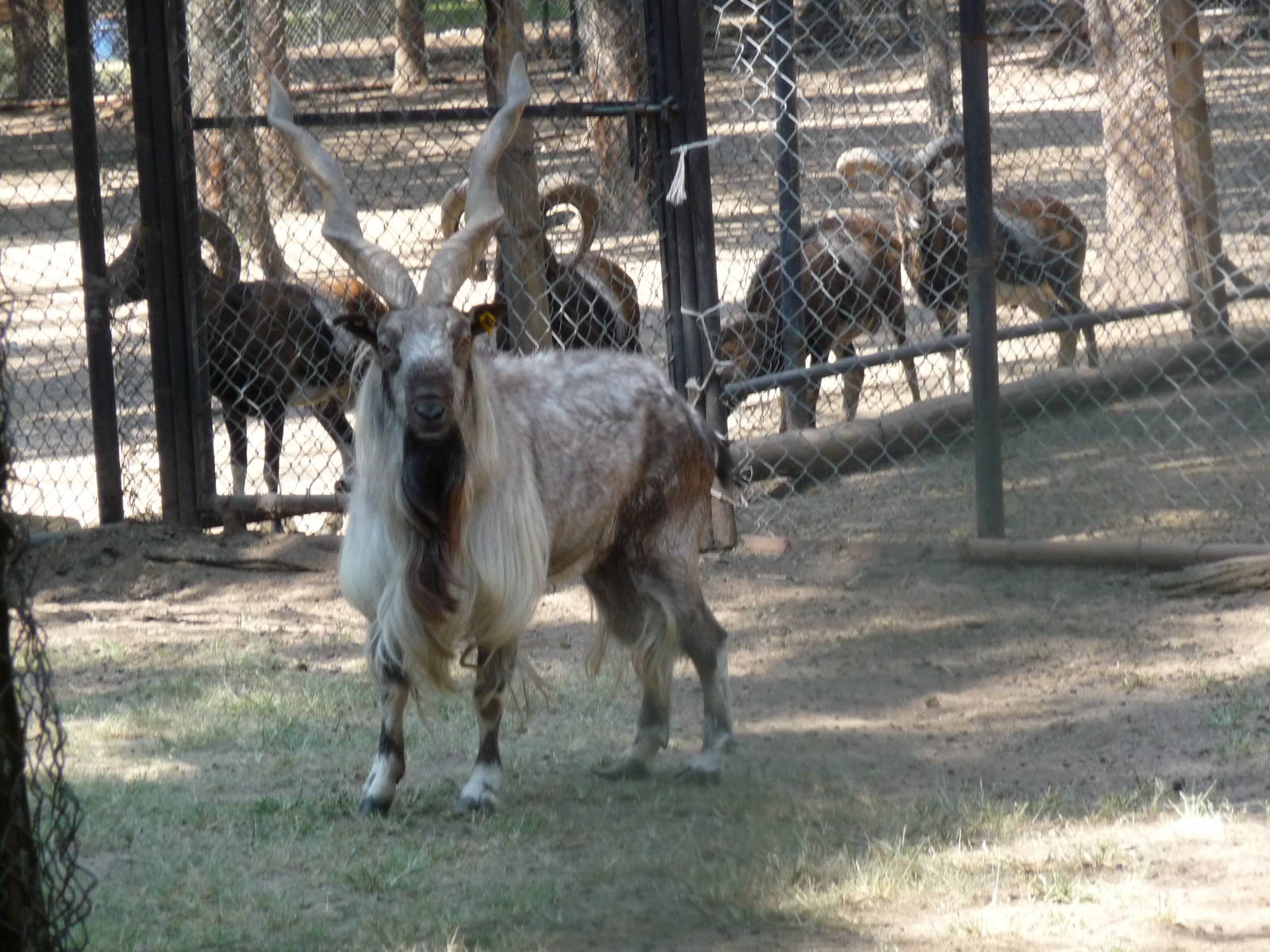 markhor zoo leon