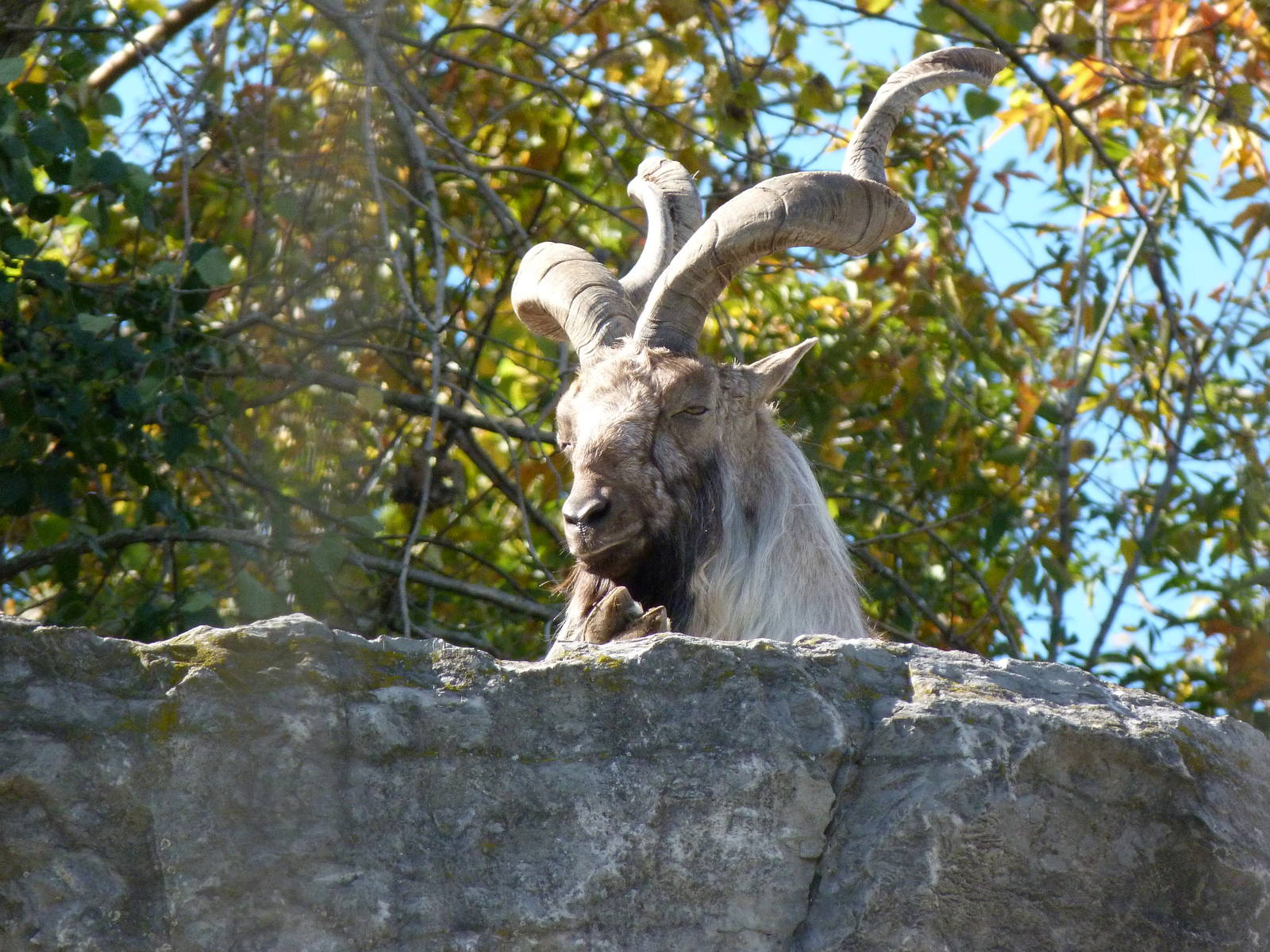 Markhor