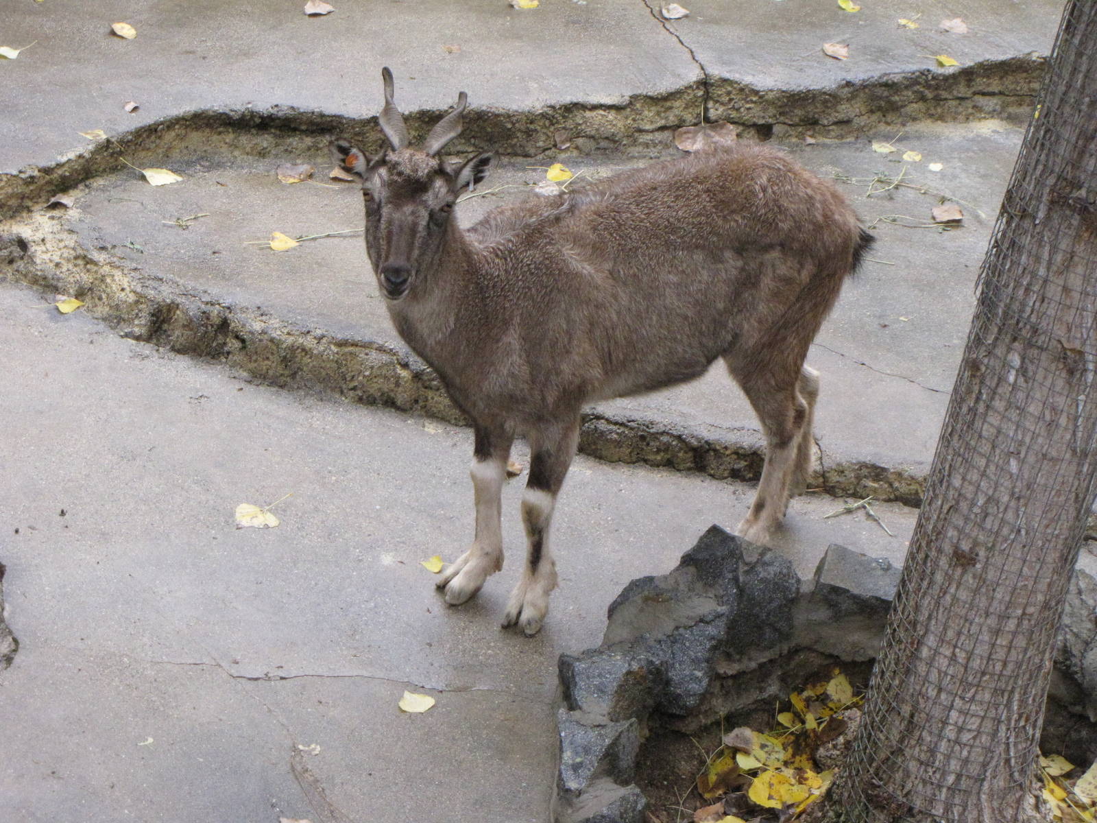 Markhor