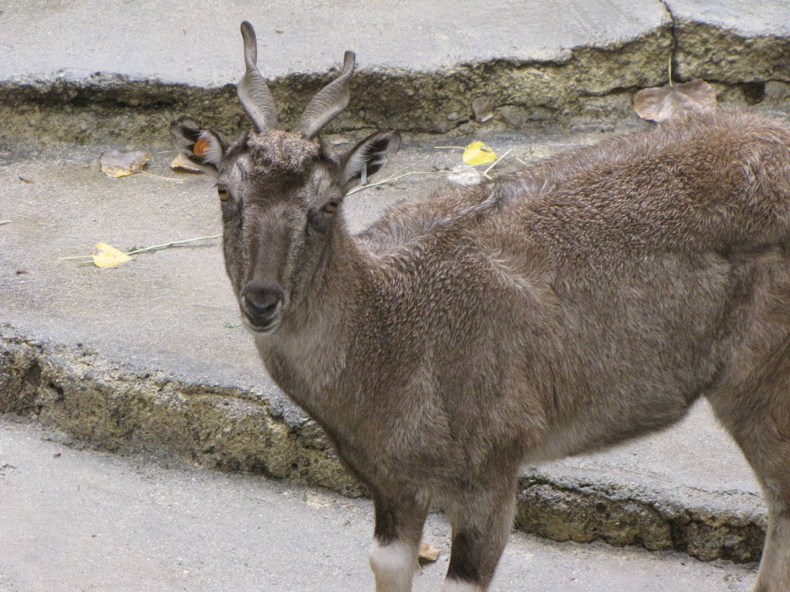 Markhor