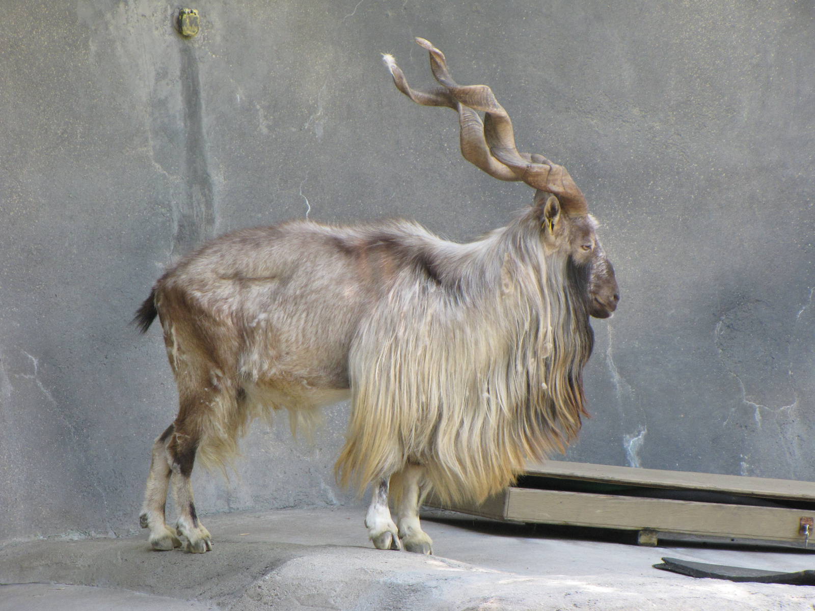 Markhor