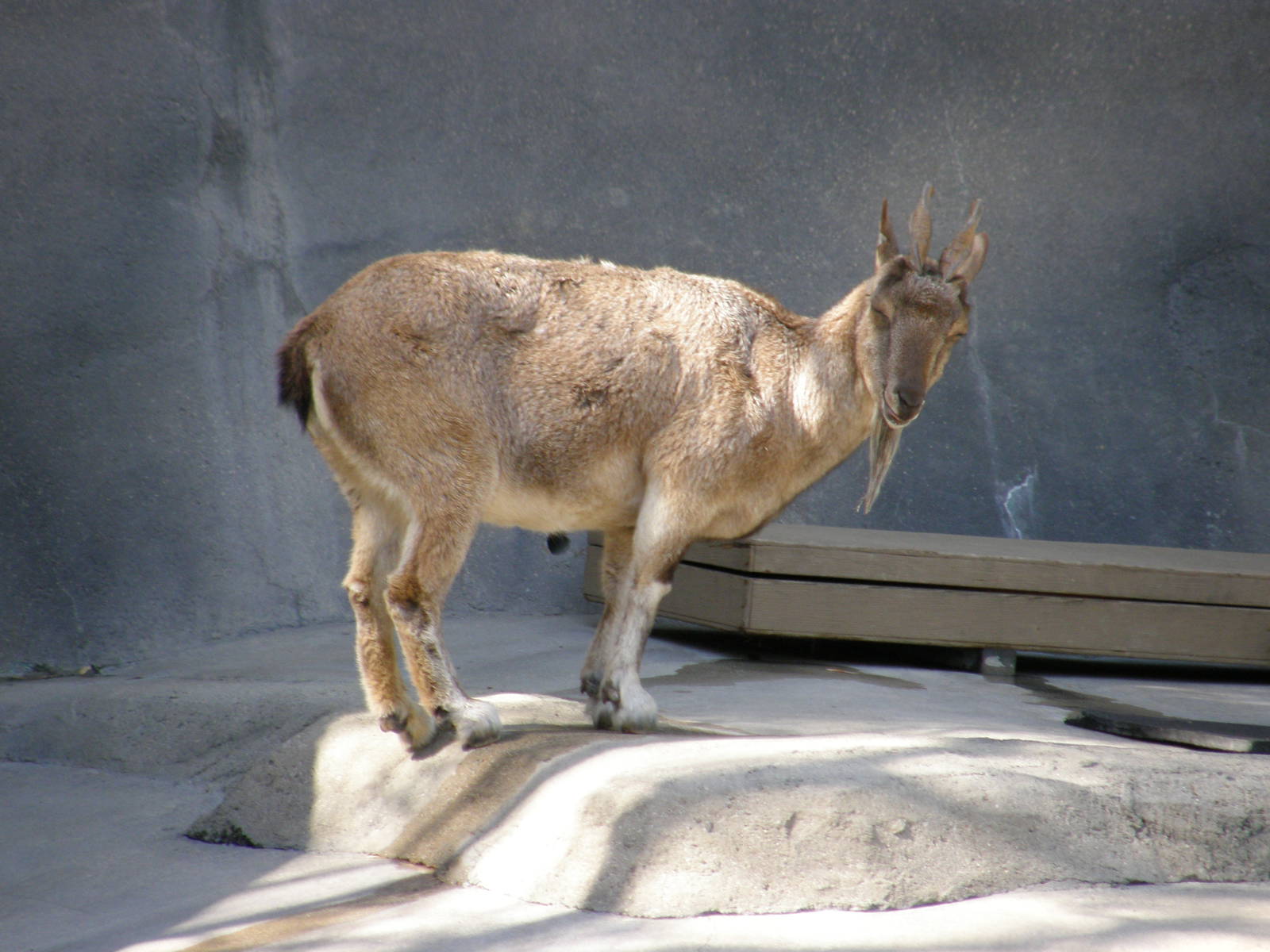 markhor