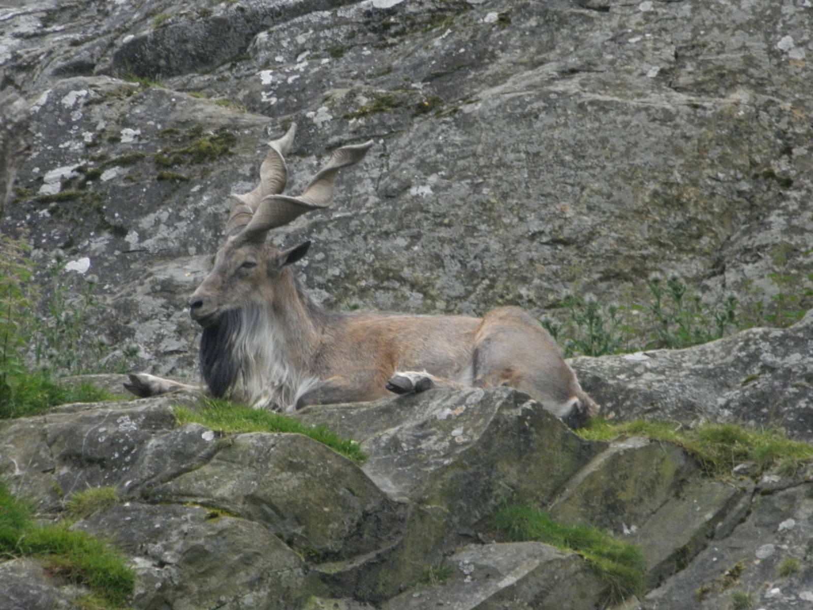 markhor