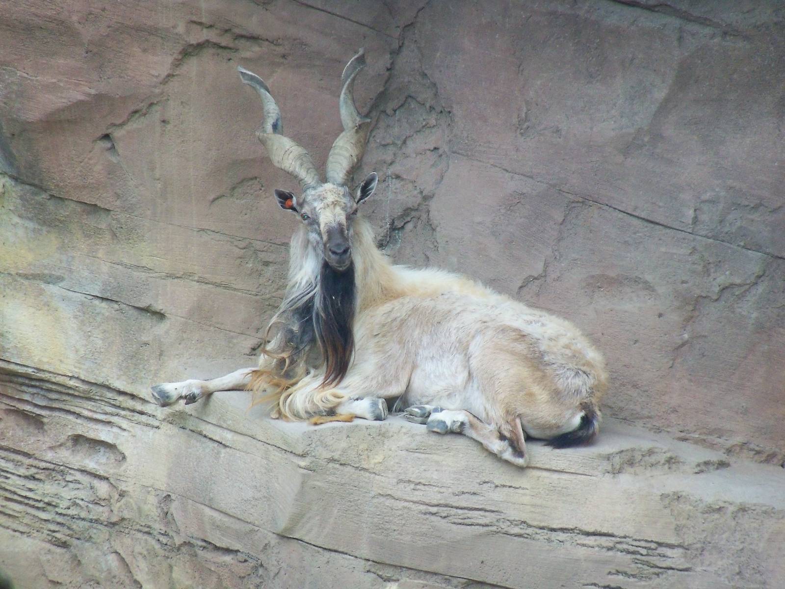 Markhor