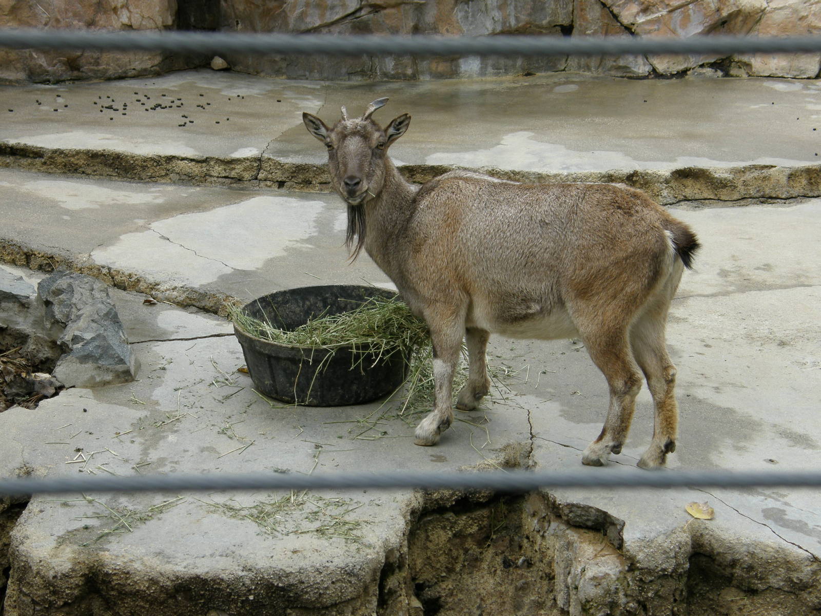 markhor
