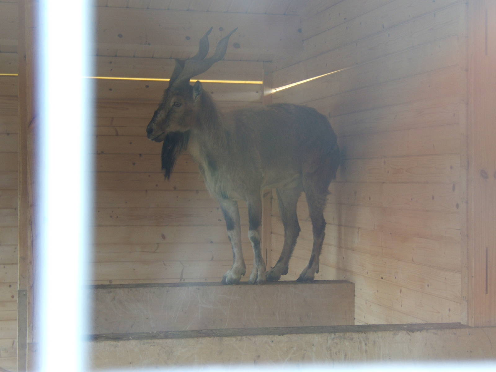 Markhor