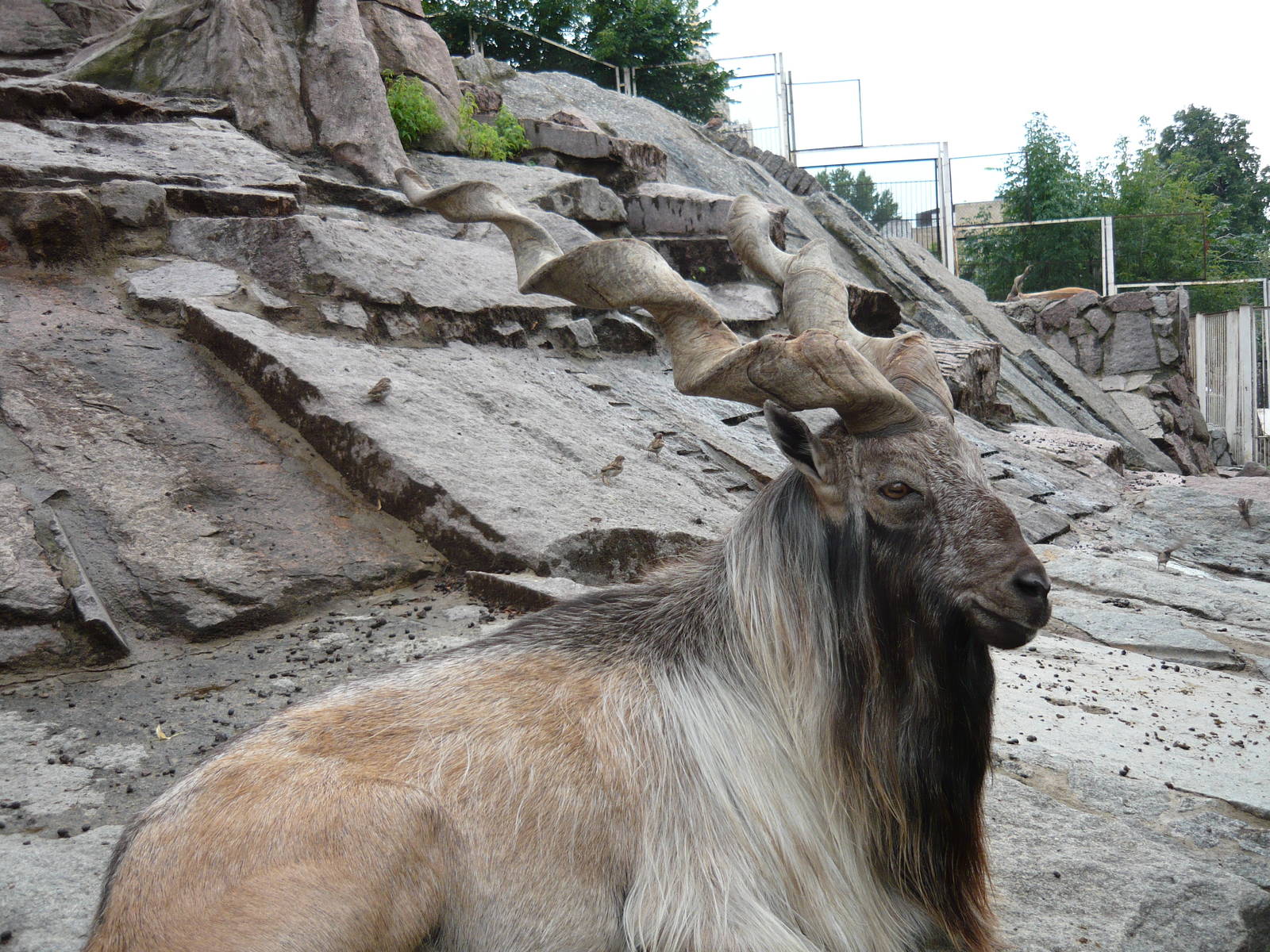 Markhor