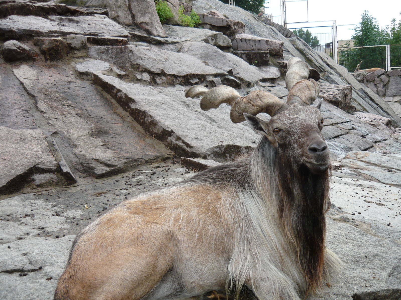 Markhor