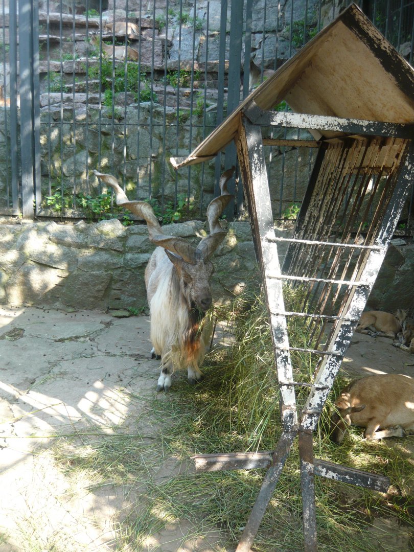 Markhor