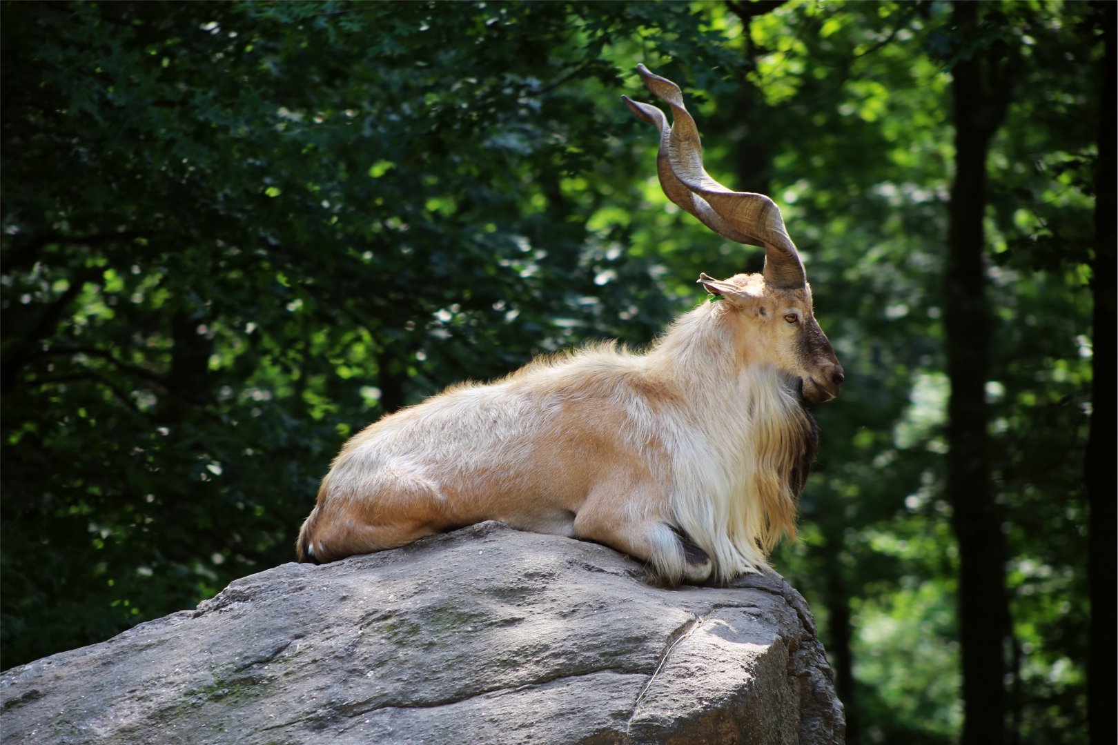 Markhor