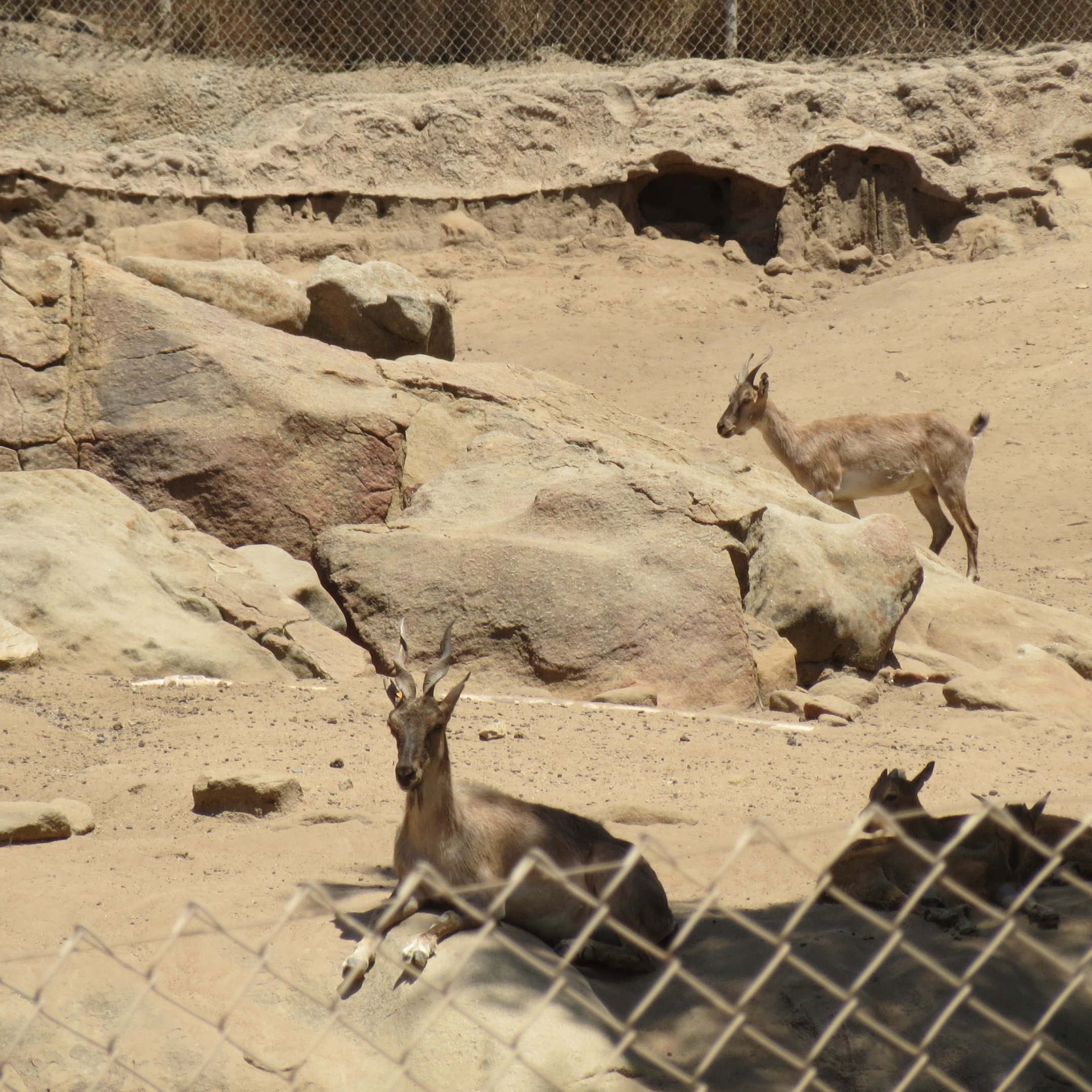 Markhor