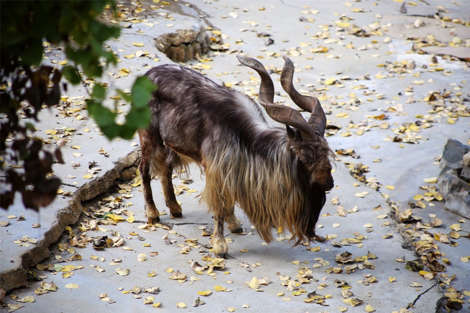 Markhor
