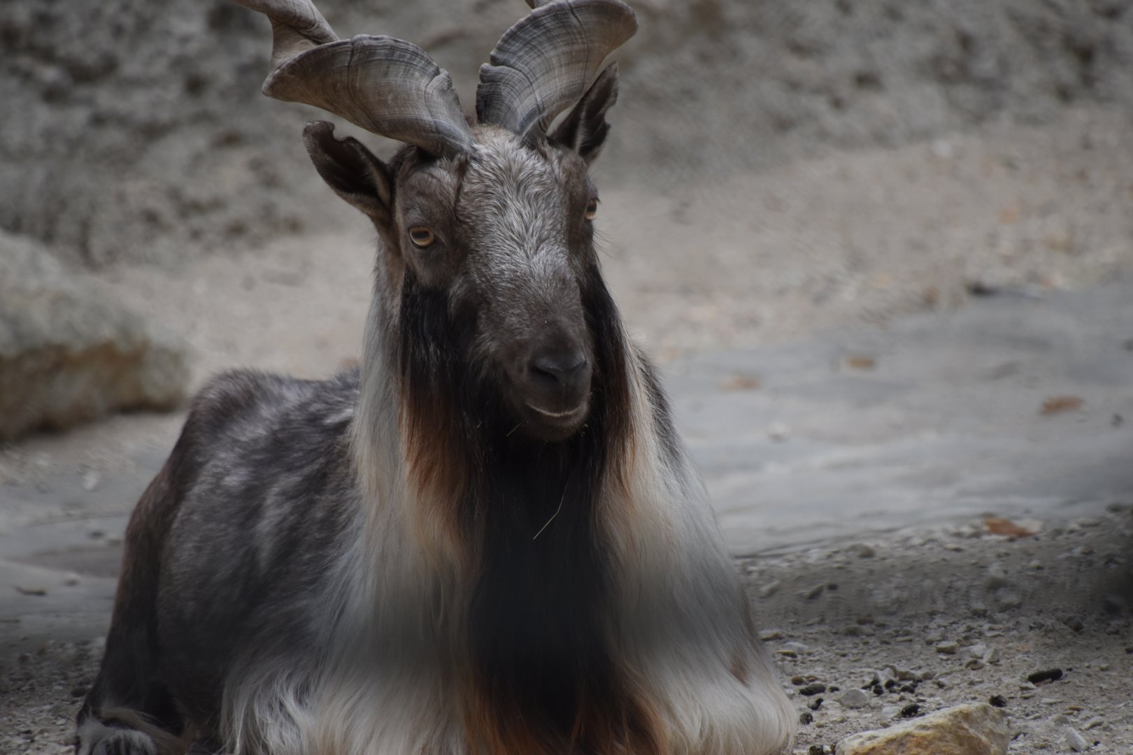 Markhor