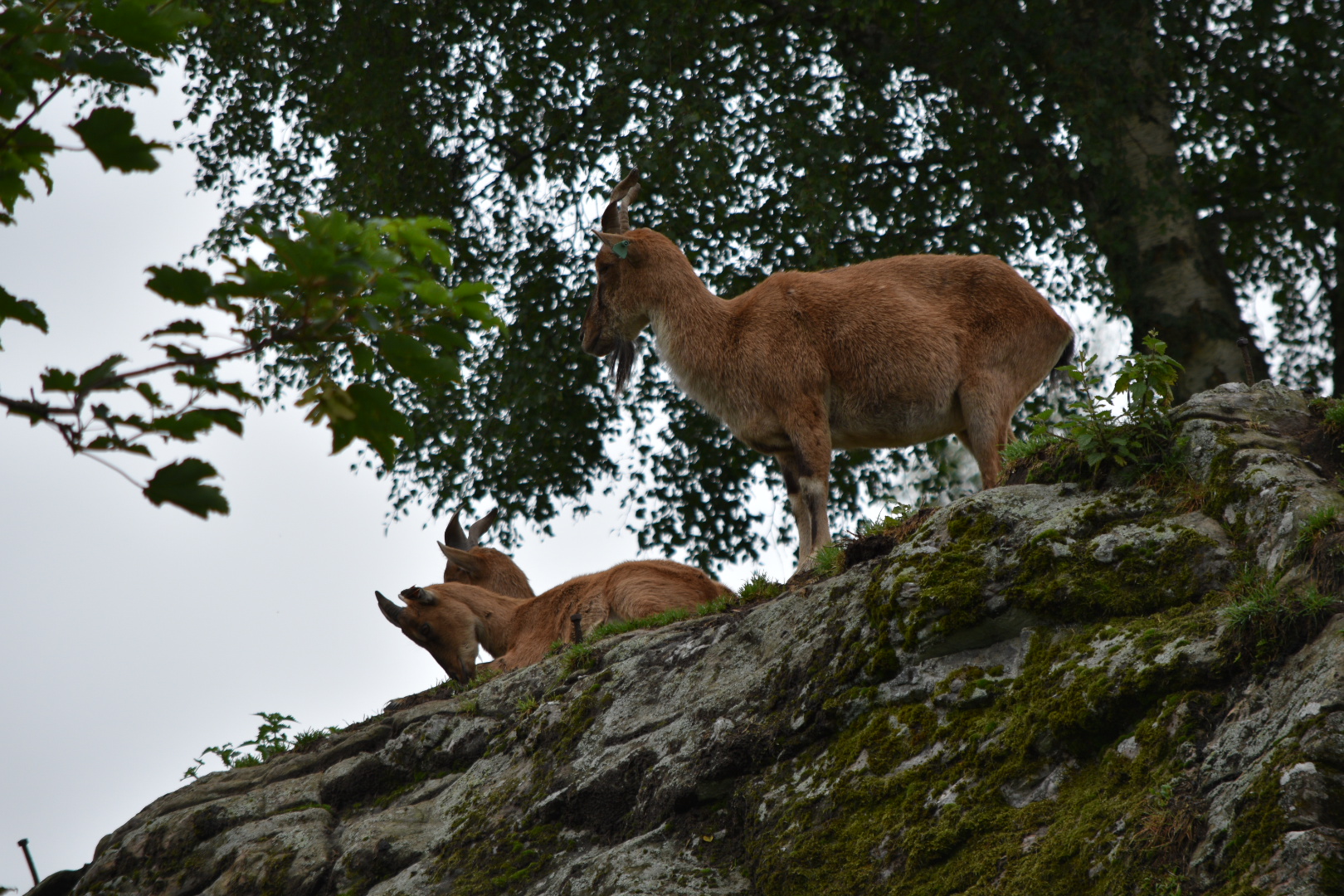 Markhor