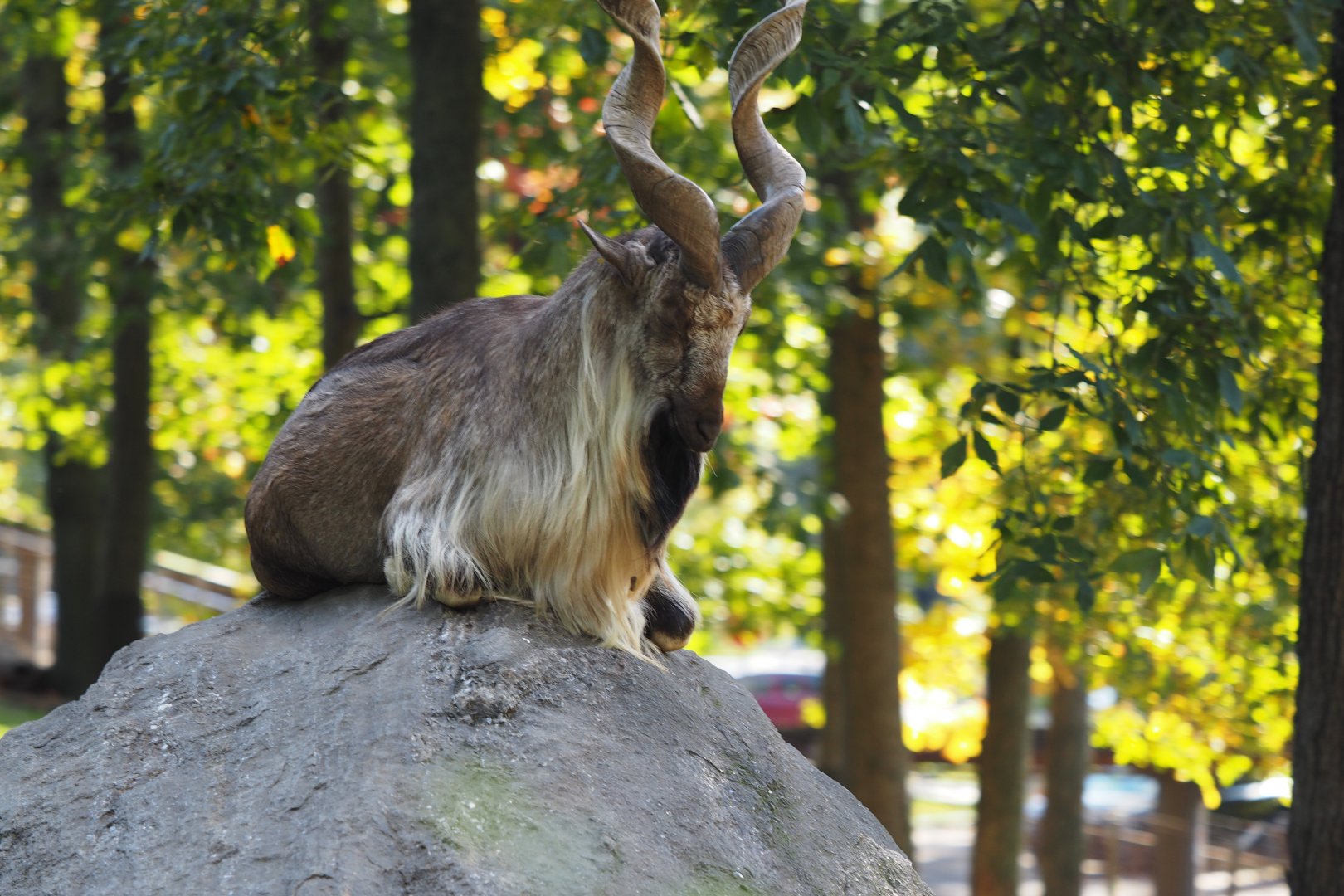 Markhor