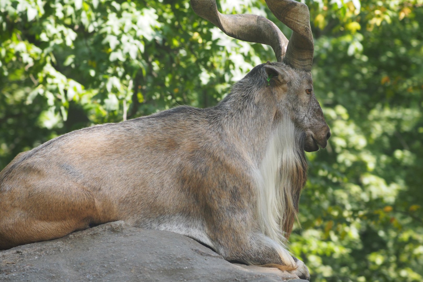 Markhor