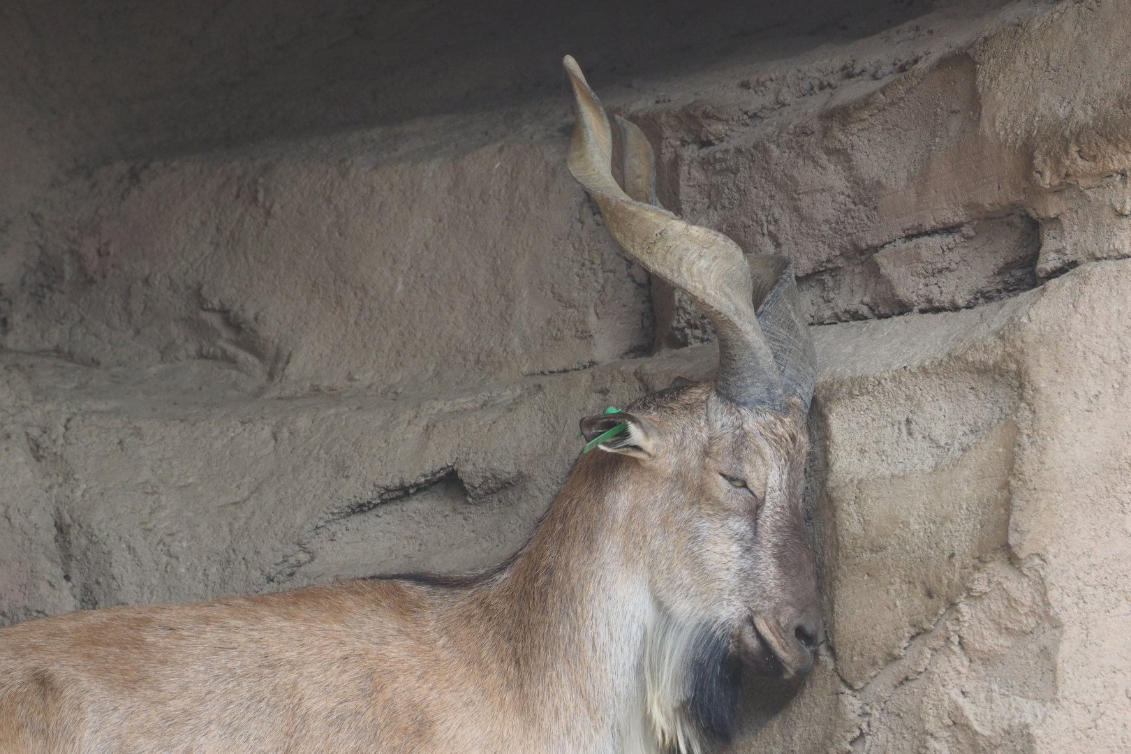 Markhor
