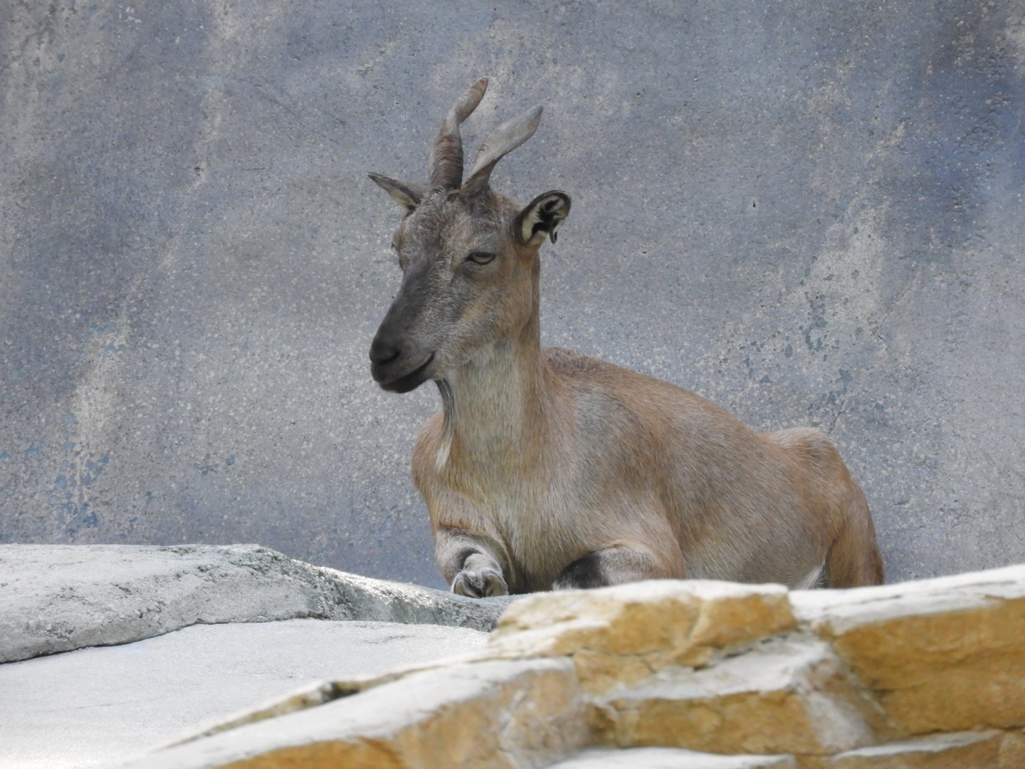 Markhor