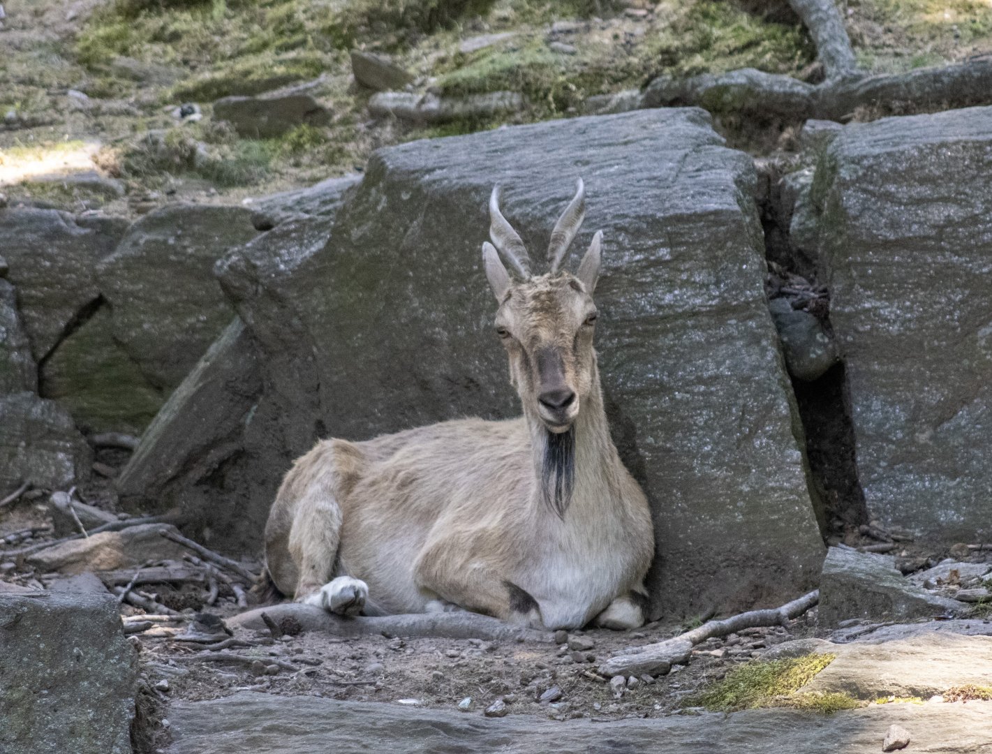 Markhor