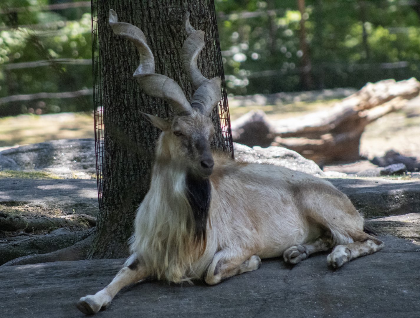 Markhor