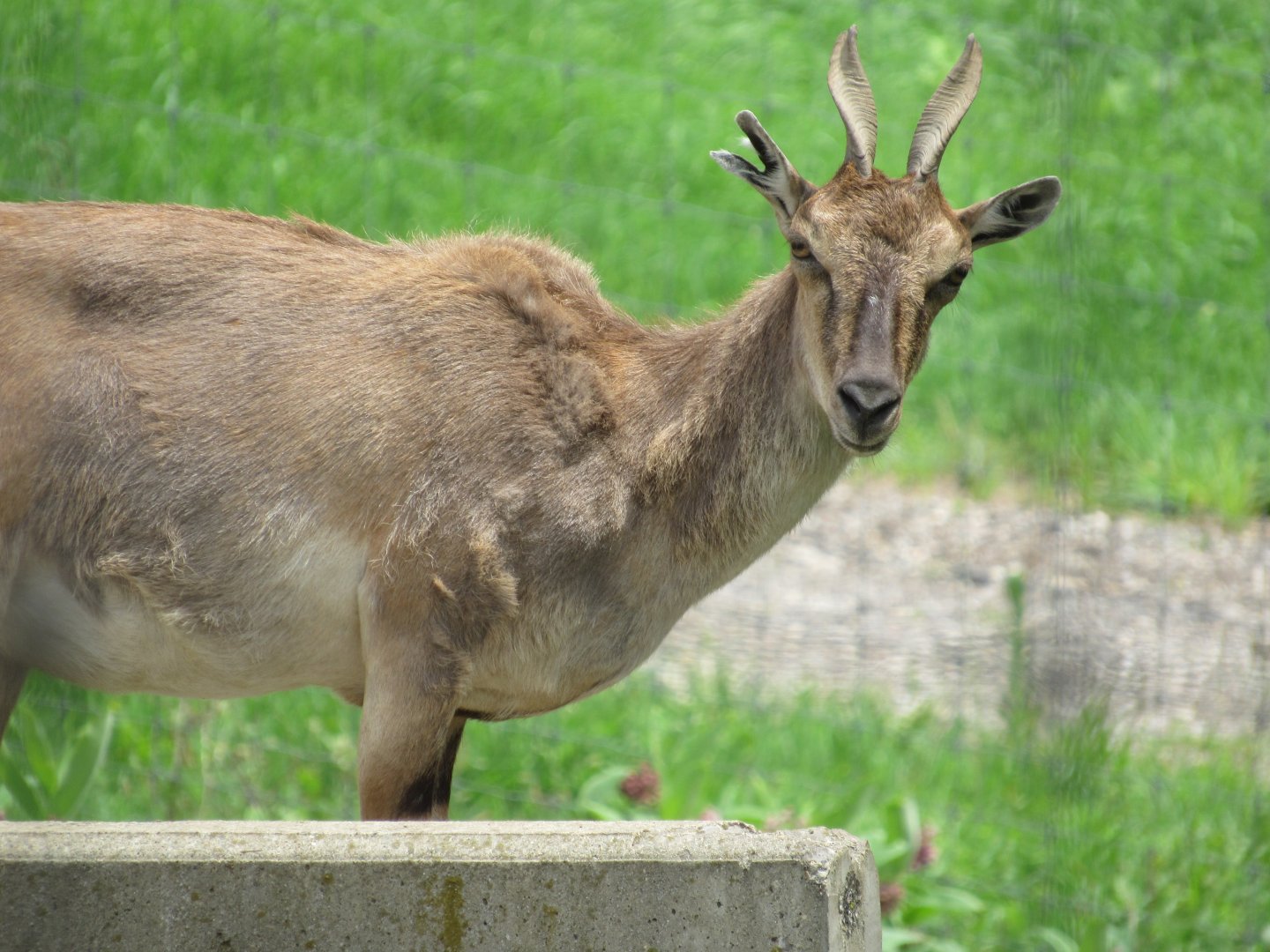 Markhor