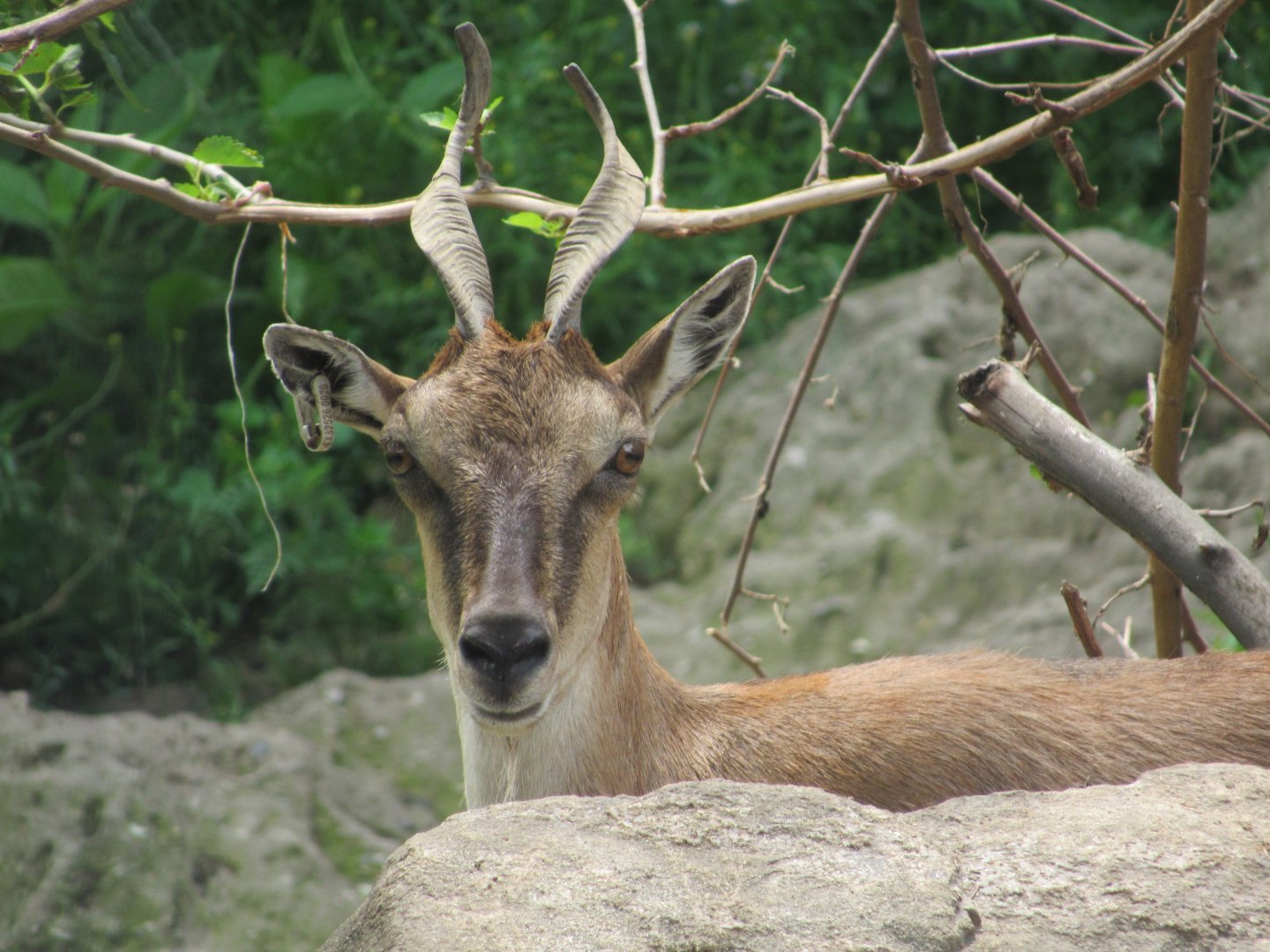 Markhor