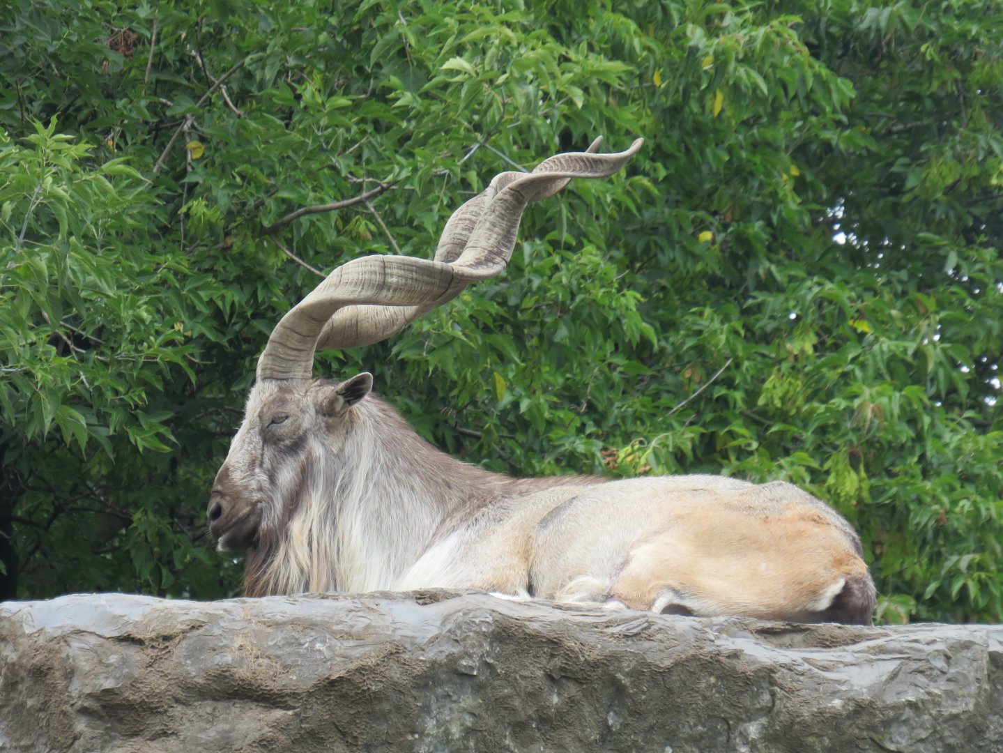 Markhor