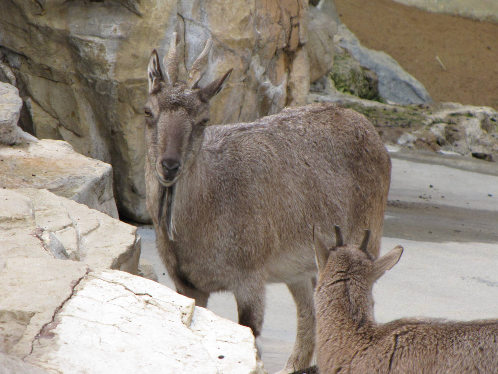 Markhor