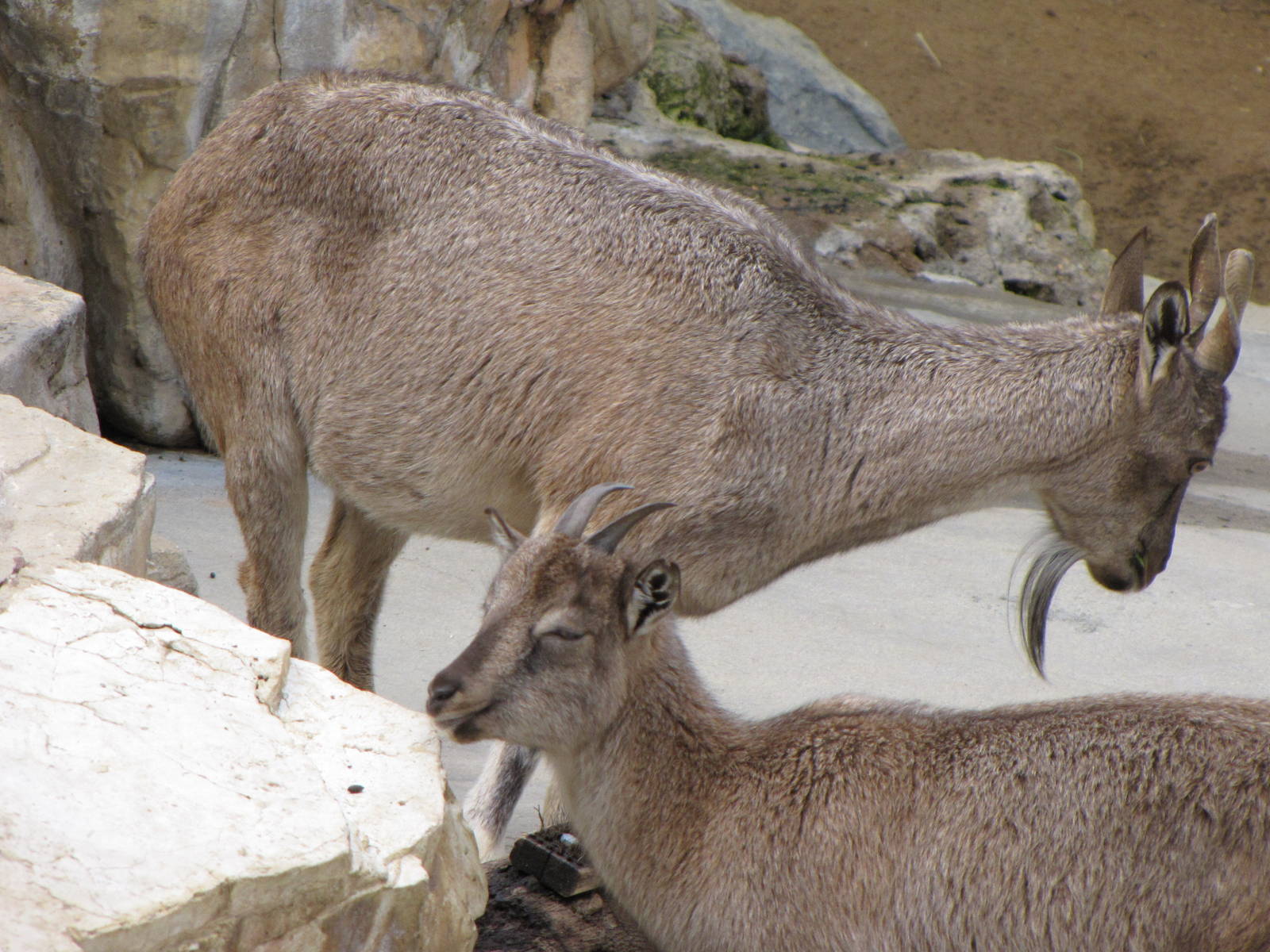 Markhor