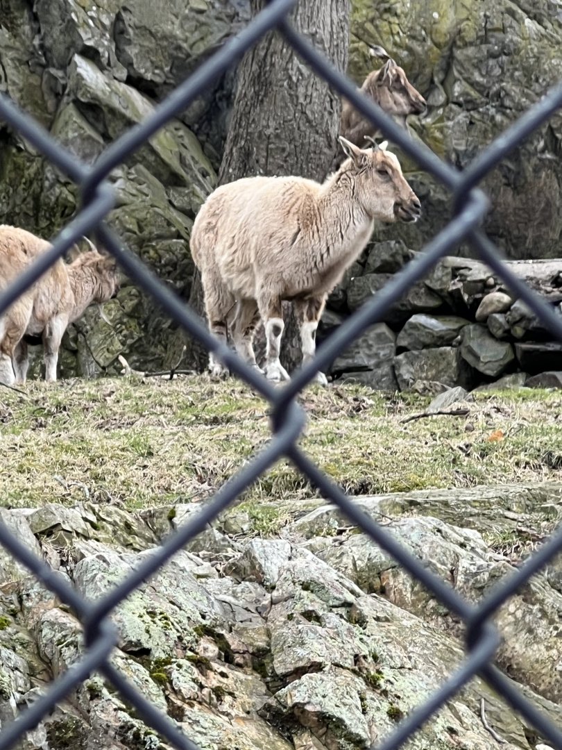 Markhor